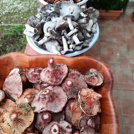 Tenuta Mellitto *