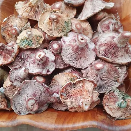 Tenuta Mellitto