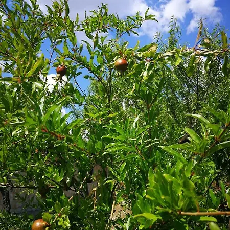 Tenuta Mellitto *